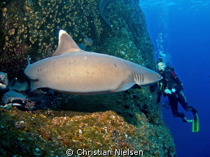 Biggest whitetip shark in the universe ??? Or maybe a fis... by Christian Nielsen 